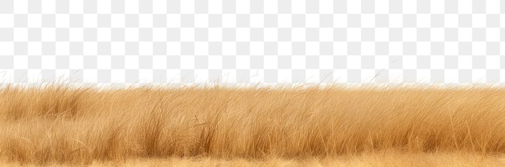 PNG Savannah grass field grassland outdoors savanna. AI generated Image by rawpixel.
