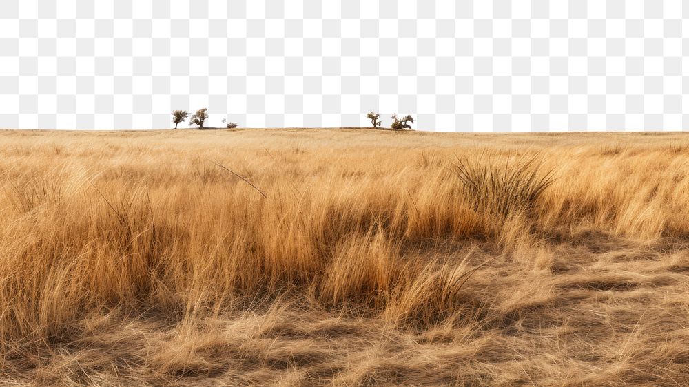 PNG Dry short grass field landscape grassland outdoors. AI generated Image by rawpixel.
