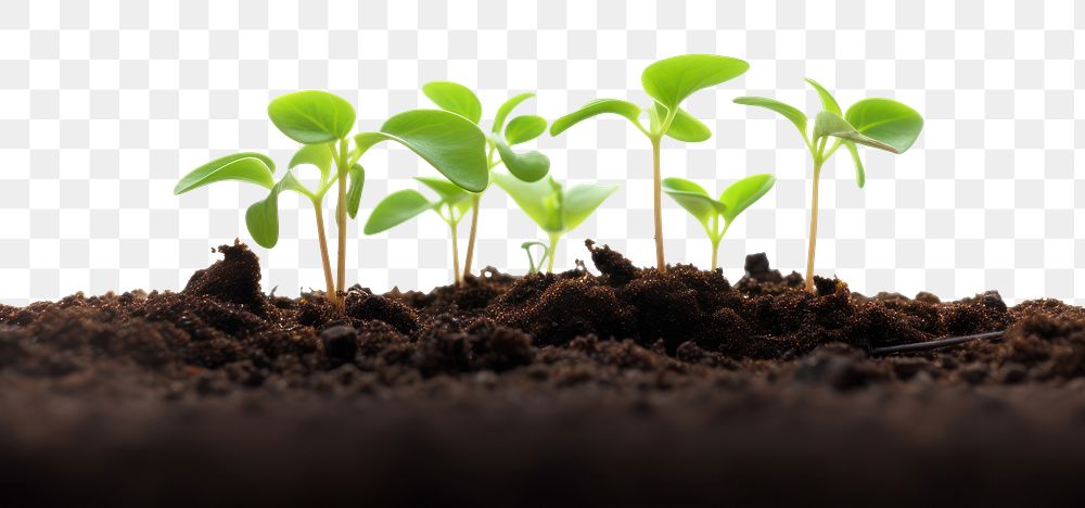 PNG Seedlings plant leaf soil. AI generated Image by rawpixel.