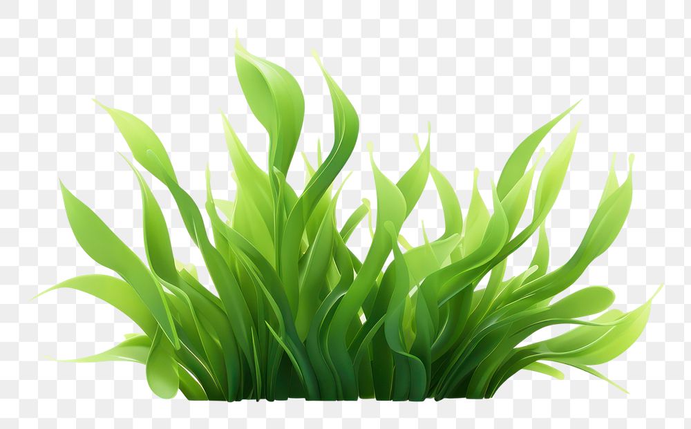 PNG Seaweed plant grass green. AI generated Image by rawpixel.