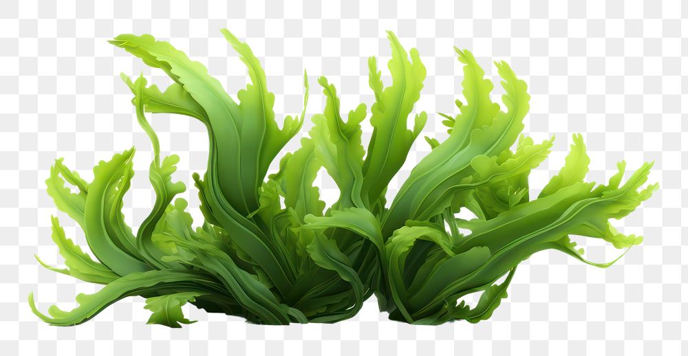 PNG Seaweed plant leaf white background