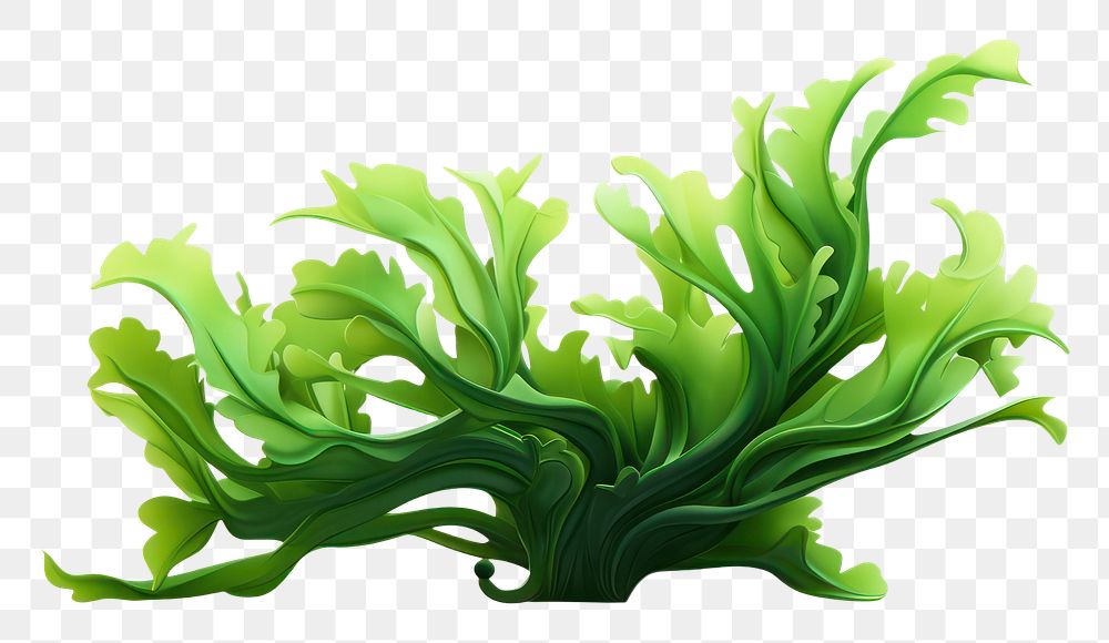 PNG Seaweed plant green white background. AI generated Image by rawpixel.