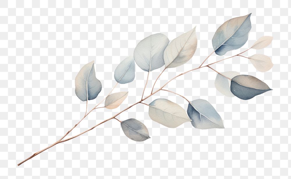 PNG Dried Preserved Eucalyptus sketch plant leaf