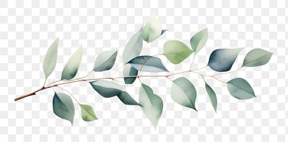 PNG Eucalyptus branch plant leaf tree. 