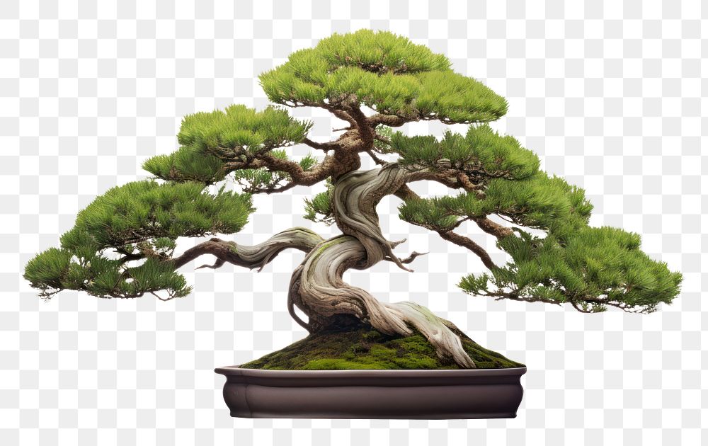 PNG Japanese bonsai plant tree. AI generated Image by rawpixel.