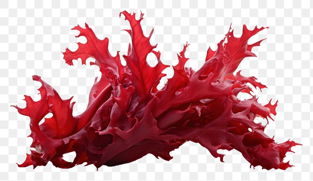 PNG Seaweed red white background splattered. AI generated Image by rawpixel.