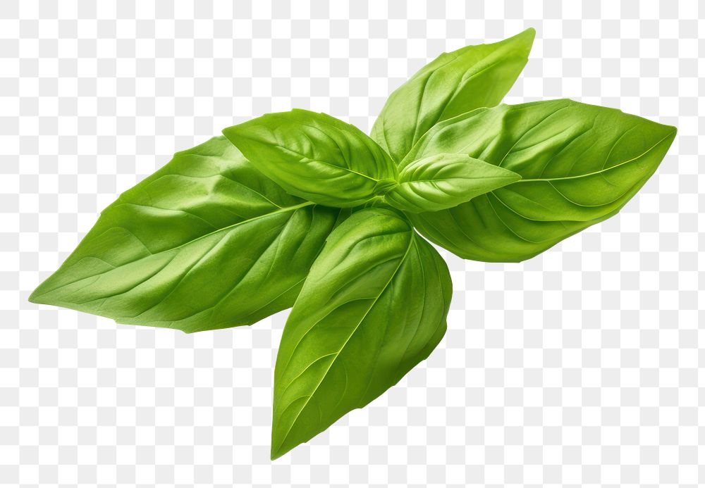 PNG Basil leaf plant herbs  