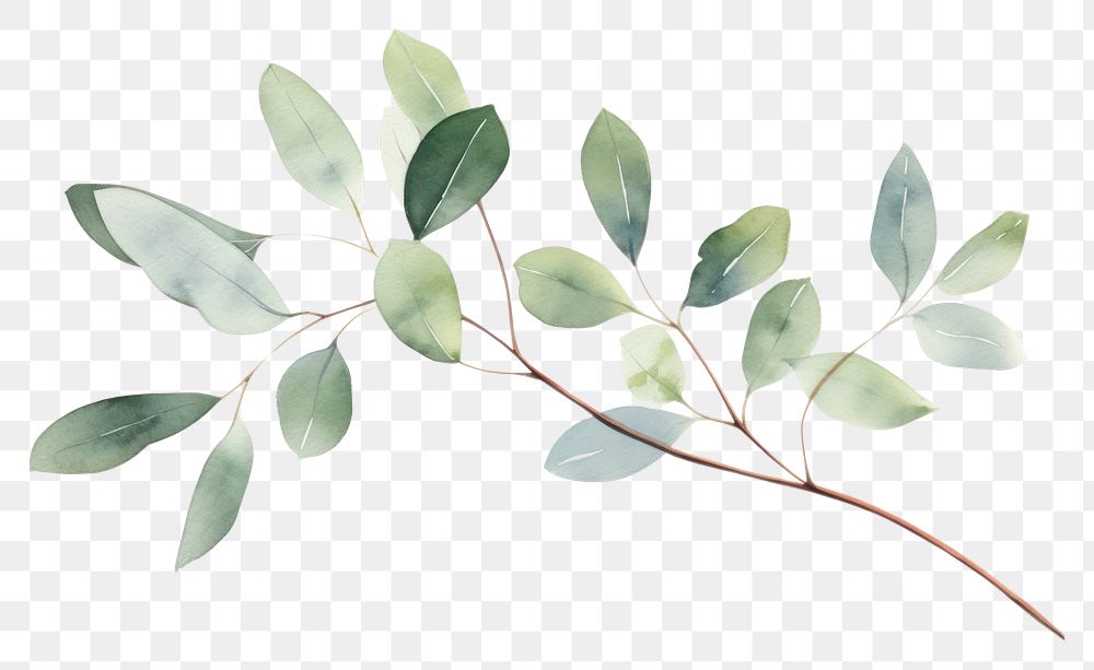 PNG Eucalyptus branch plant leaf tree. 