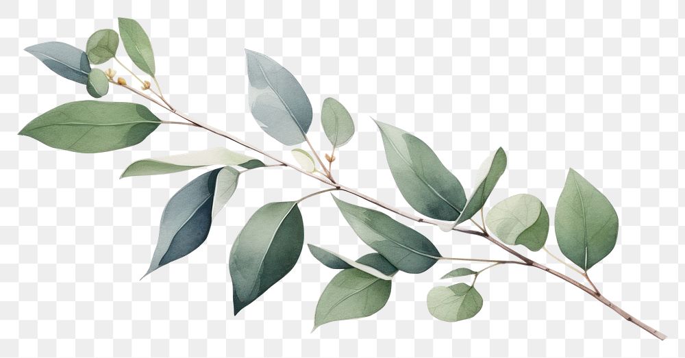 PNG Eucalyptus branch plant leaf tree