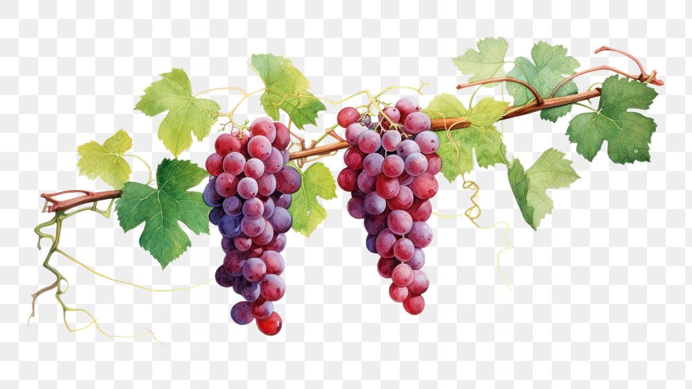 PNG Vine yard grapes plant food. AI generated Image by rawpixel.
