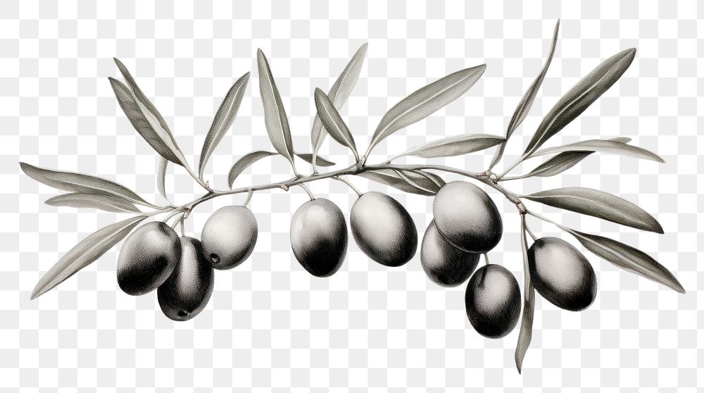 PNG Olive branch drawing sketch plant. AI generated Image by rawpixel.