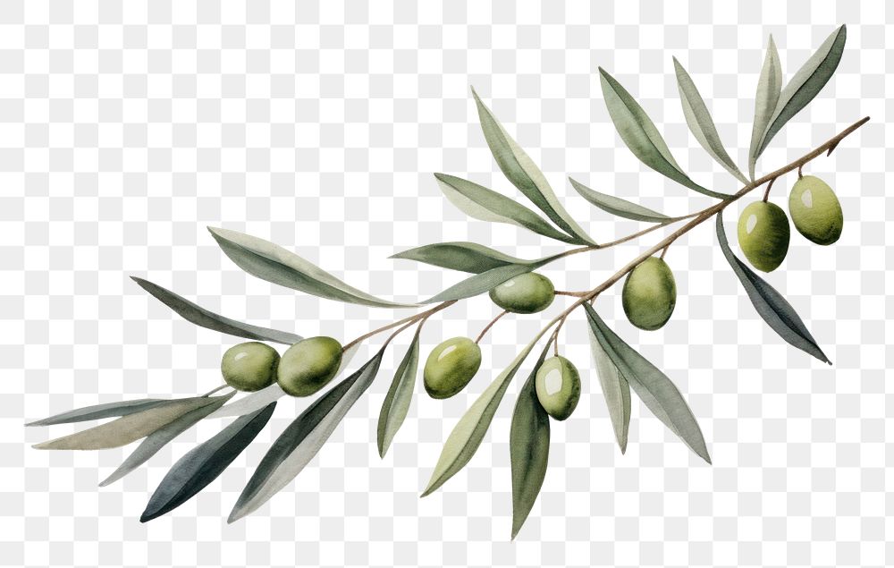 PNG Olive branch plant herbs leaf. AI generated Image by rawpixel.