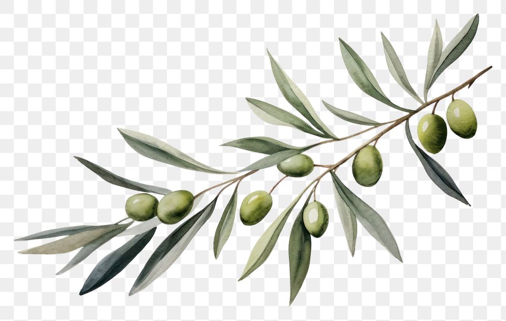 PNG Olive branch plant herbs leaf. 