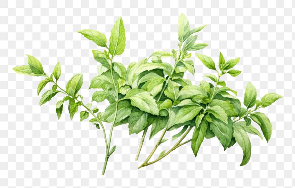 PNG  Arabian herbs plant leaf white background. AI generated Image by rawpixel.