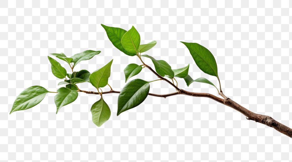 PNG Tree branch plant green leaf