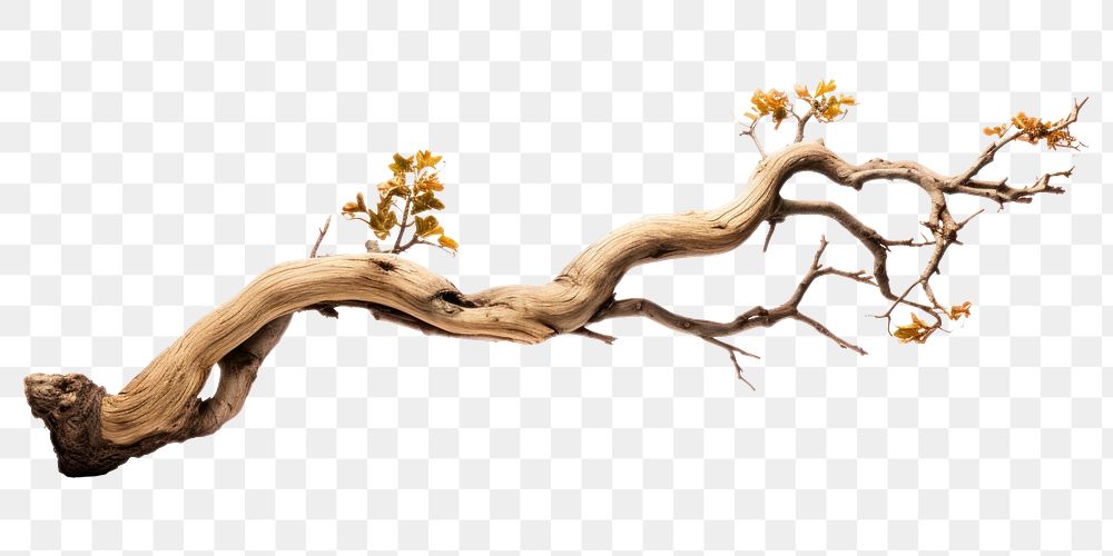 PNG Tree branch driftwood flower plant. AI generated Image by rawpixel.