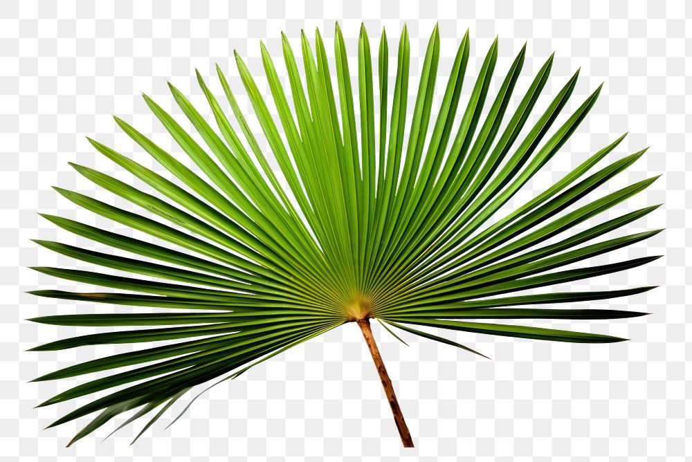 PNG Tropical plants leaf tree white background. AI generated Image by rawpixel.