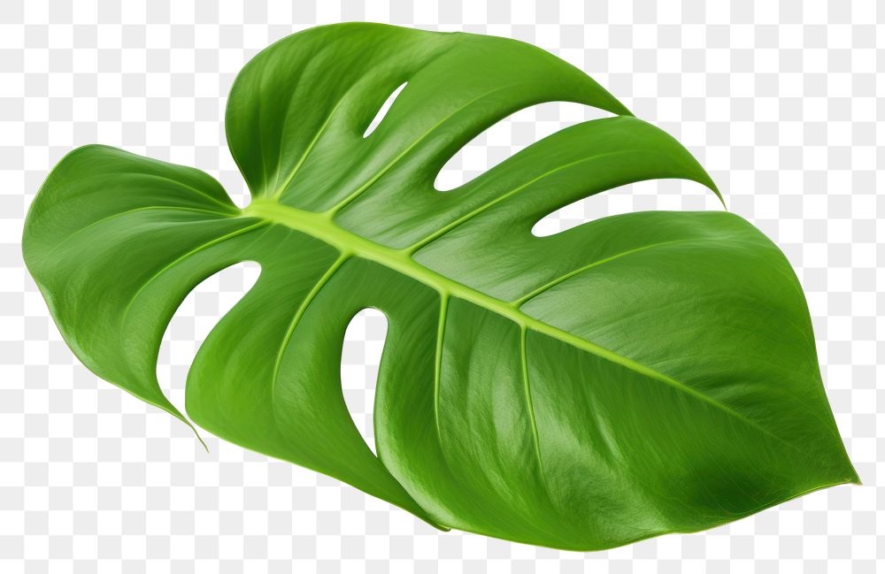 PNG Tropical plants leaf white background xanthosoma. AI generated Image by rawpixel.