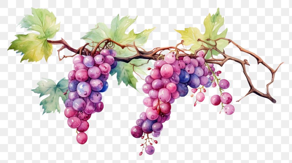 PNG Vines vine grapes fruit. AI generated Image by rawpixel.