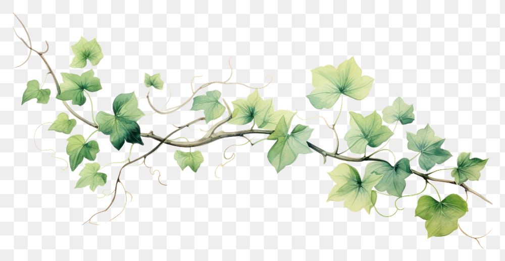 PNG Vine plant leaf vine. AI generated Image by rawpixel.