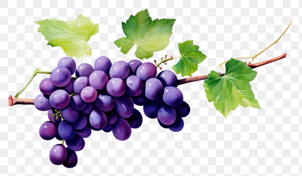 PNG Vine grapes vine fruit. AI generated Image by rawpixel.