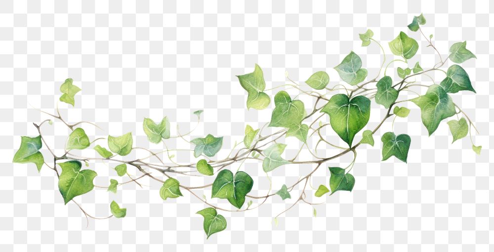 PNG Vines plant leaf vine. AI generated Image by rawpixel.