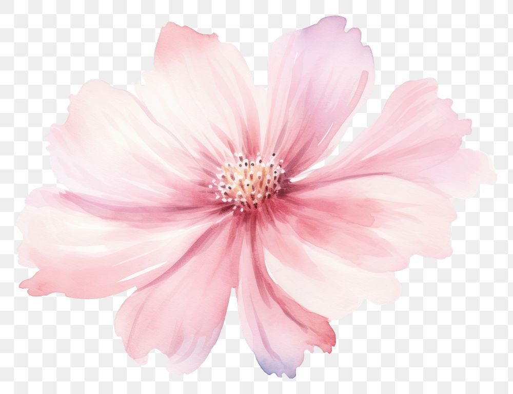 PNG Pink flower blossom dahlia petal. AI generated Image by rawpixel.