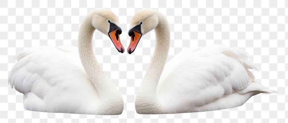 PNG White swans animal bird reflection. AI generated Image by rawpixel.