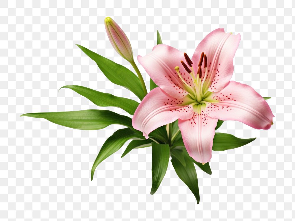 PNG Pink lily blossom flower petal. AI generated Image by rawpixel.