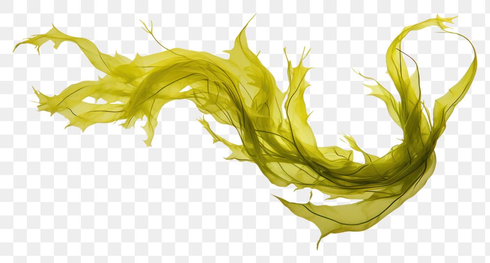 PNG Swaying kelp seaweed white background splattered abstract. AI generated Image by rawpixel.