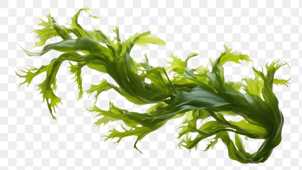 PNG Swaying kelp seaweed plant white background freshness. AI generated Image by rawpixel.
