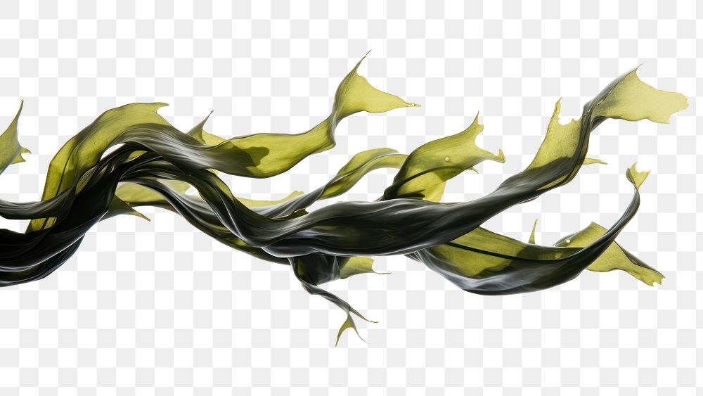 PNG Swaying kelp seaweed abstract flowing. 