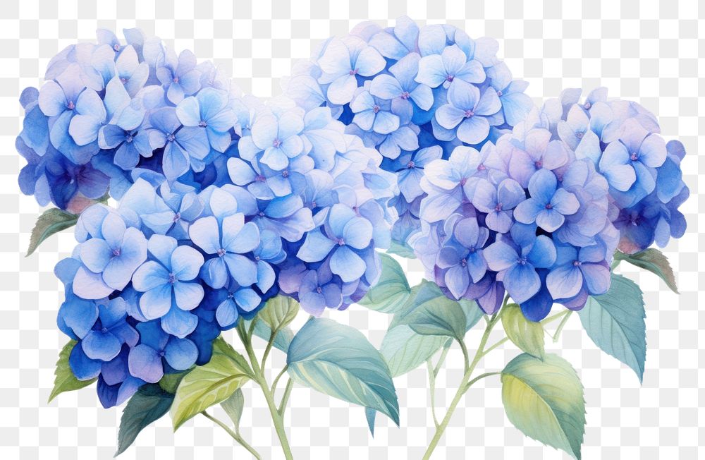 PNG Hydrangea field hydrangea blossom flower. AI generated Image by rawpixel.