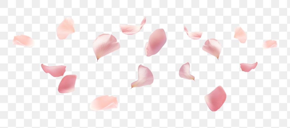 PNG pink flower petals effect, transparent background. 