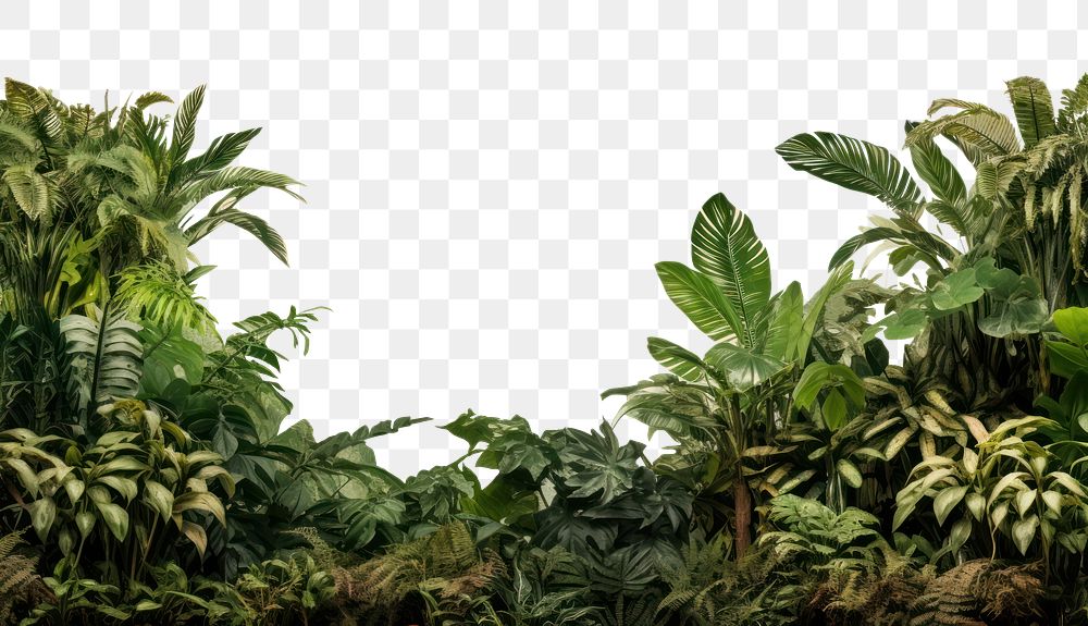 PNG Jungle vegetation outdoors nature. AI generated Image by rawpixel.