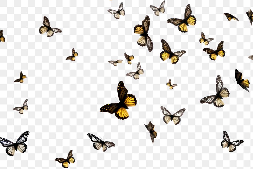 PNG Butterflies flying animal insect