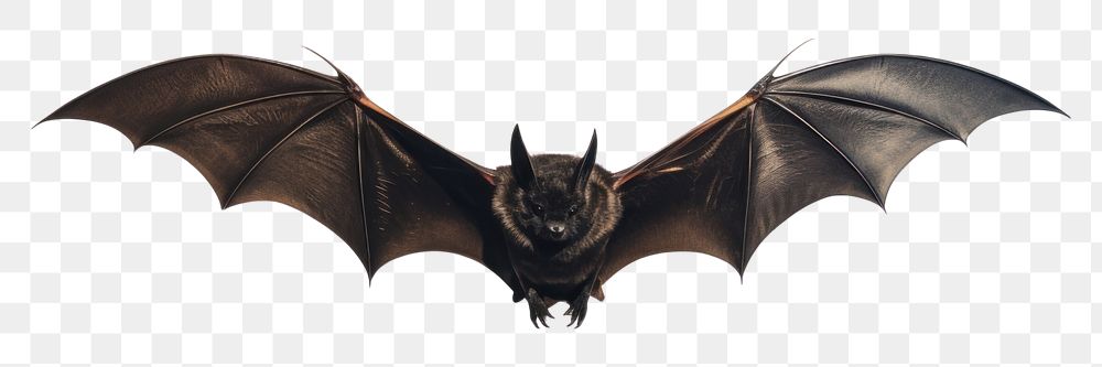 PNG Bat animal flying darkness. AI generated Image by rawpixel.
