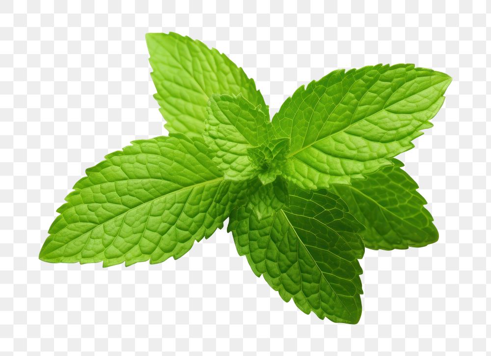 PNG Mint leaves plant herbs leaf. AI generated Image by rawpixel.