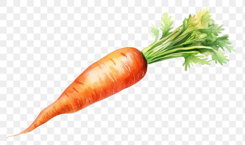 PNG Watercolor carrot vegetable plant food. 