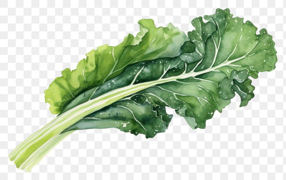 PNG Watercolor kale vegetable plant food. AI generated Image by rawpixel.