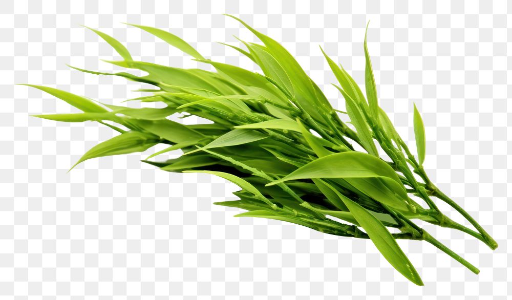 PNG Green tea plant grass herbs. 