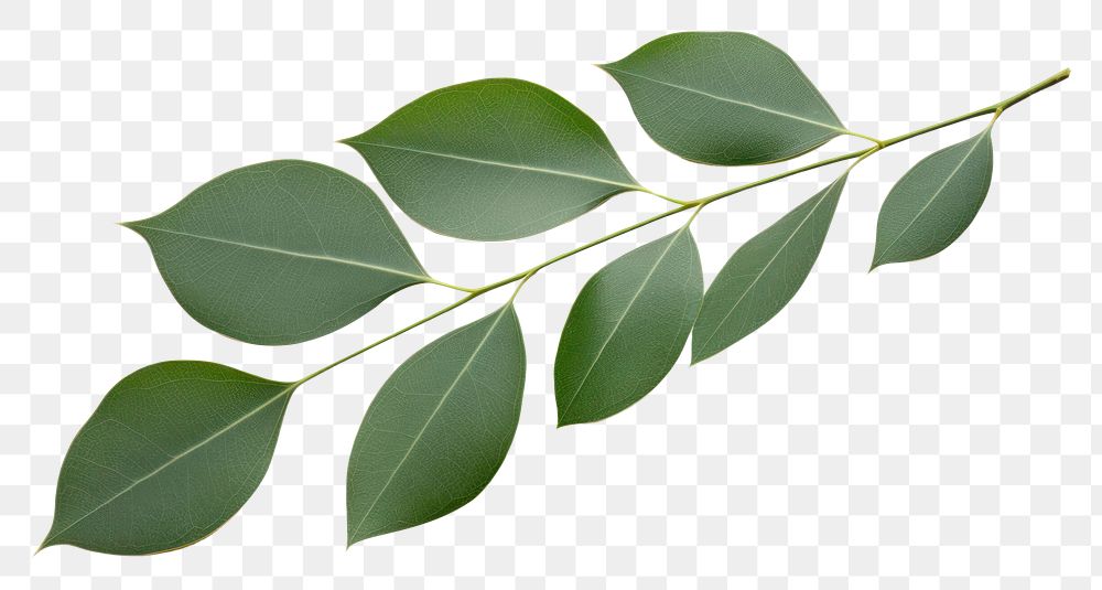 PNG Eucalyptus leave plant leaf white background. AI generated Image by rawpixel.