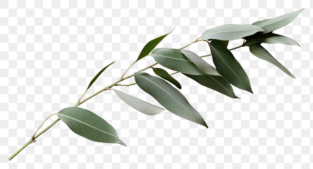 PNG Eucalyptus leaves plant leaf tree. AI generated Image by rawpixel.