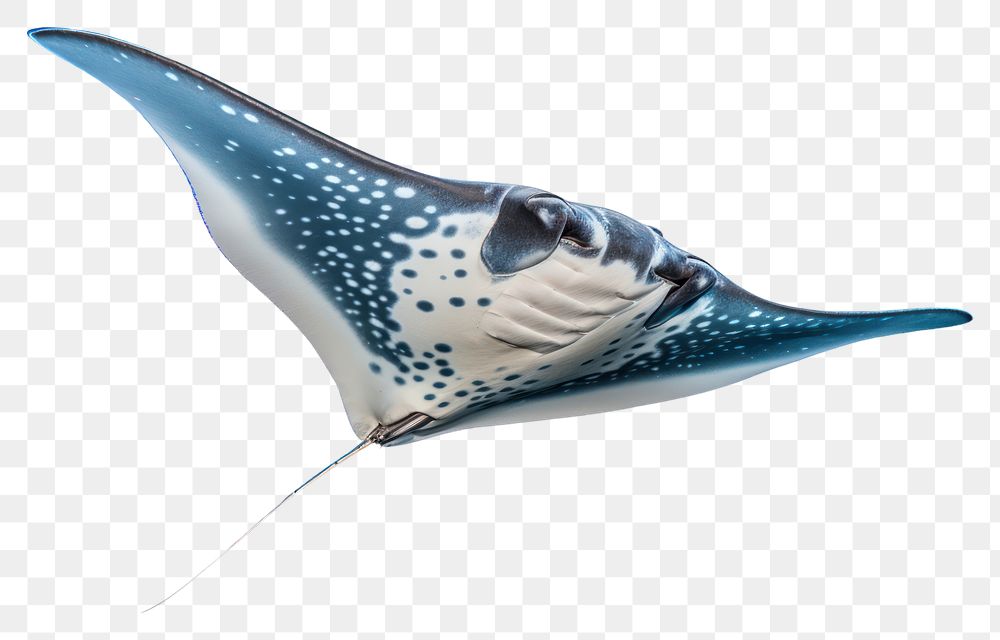 PNG Manta ray animal fish underwater. AI generated Image by rawpixel.