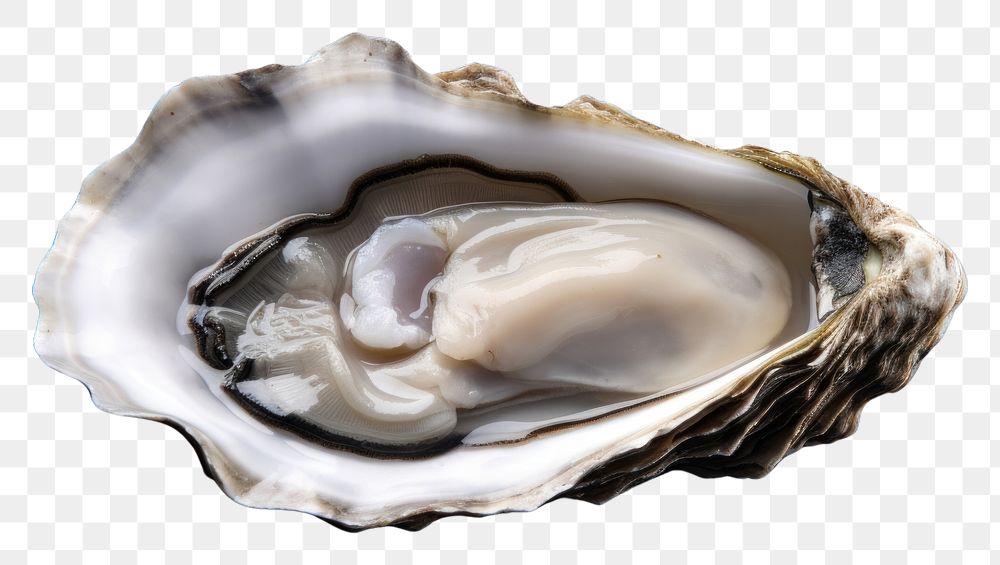 PNG Oyster seafood invertebrate freshness. AI generated Image by rawpixel.