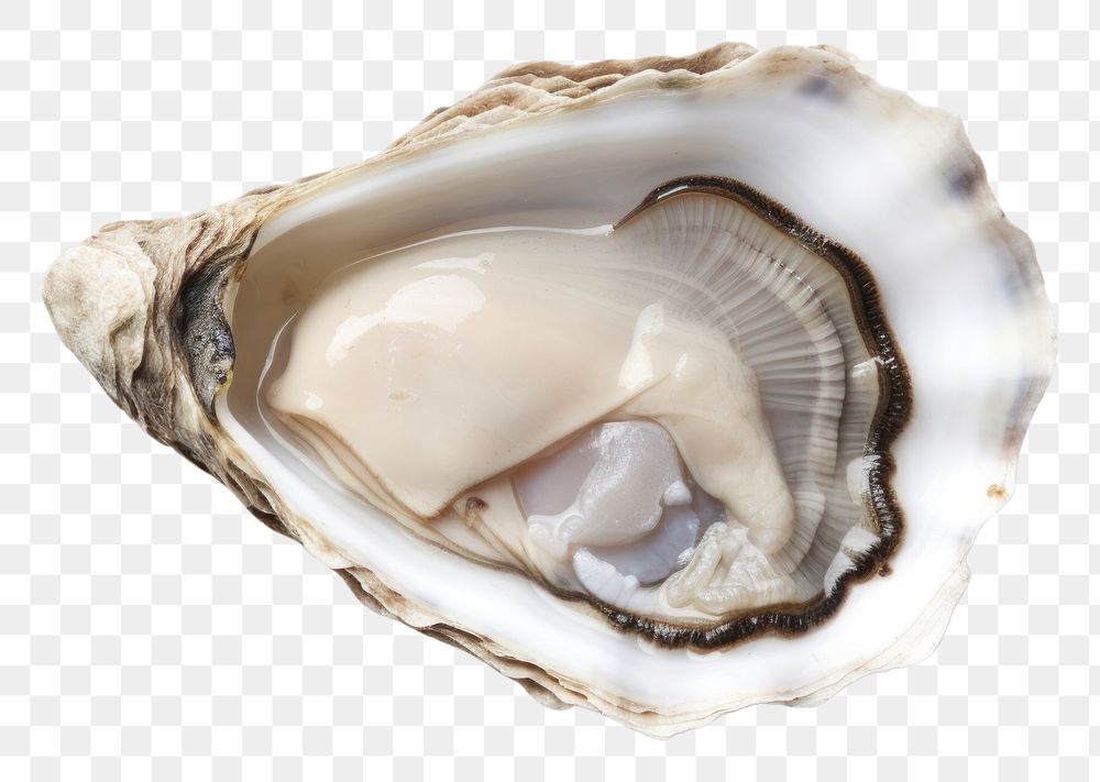 PNG Oyster white background invertebrate freshness. AI generated Image by rawpixel.