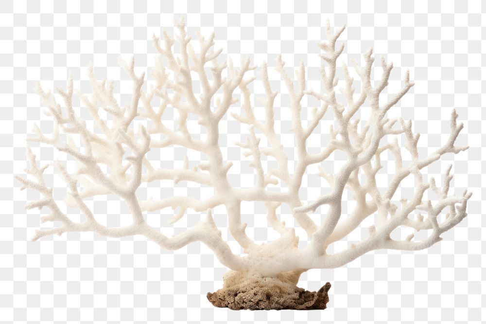 PNG Elkhorn coral nature plant white. AI generated Image by rawpixel.