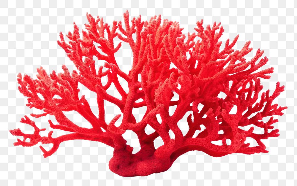 PNG Fire coral nature plant sea. AI generated Image by rawpixel.
