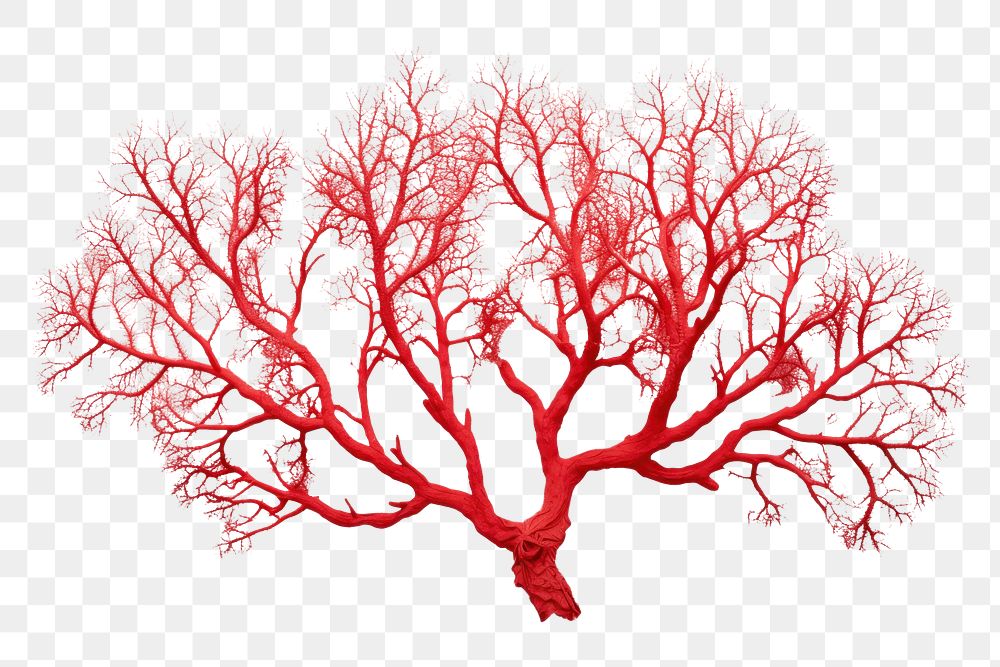 PNG Gorgonian sea fan coral plant tree white background. AI generated Image by rawpixel.