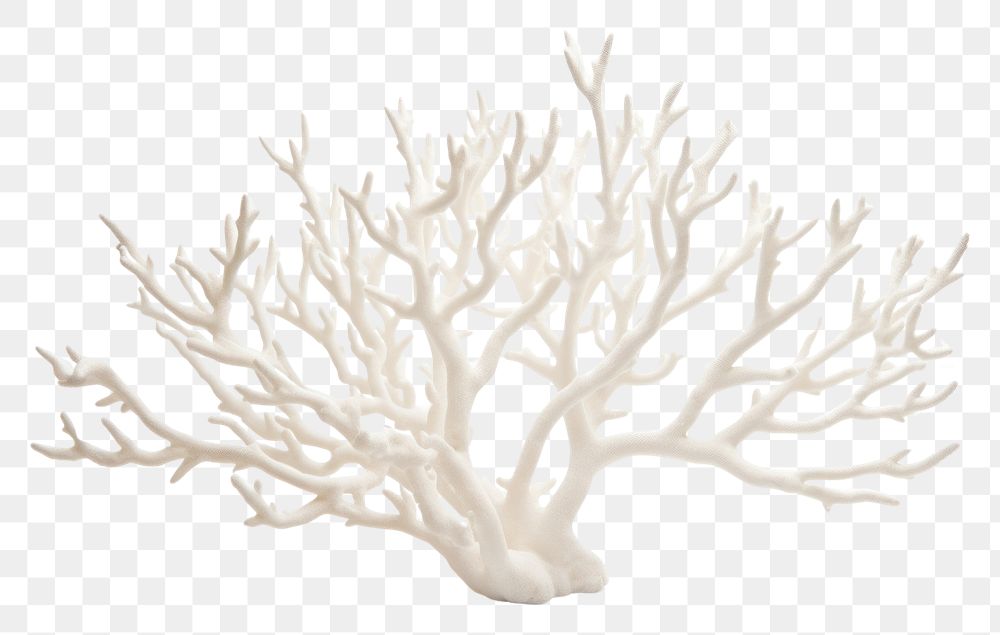 PNG Staghorn coral plant tree | Free PNG - rawpixel
